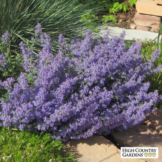 Garden, Home and Party: Drough II