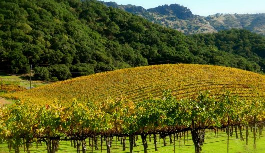 Garden, Home and Party: Wine month CA