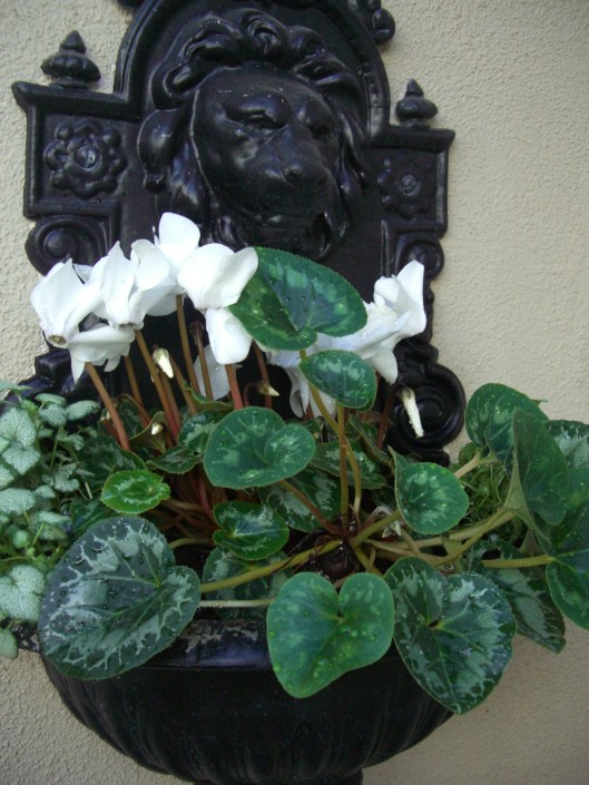 Garden, Home and Party: happy birthday