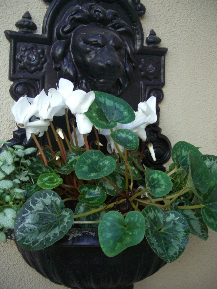 Garden, Home and Party: happy birthday