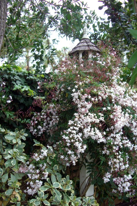 Garden, Home and Party: happy birthday