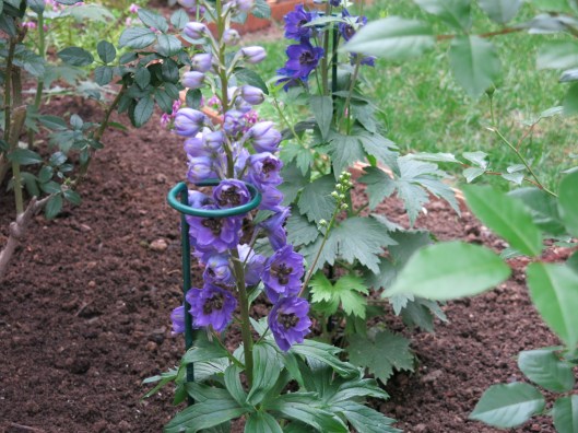 Garden, Home and Party: patio garden, finally