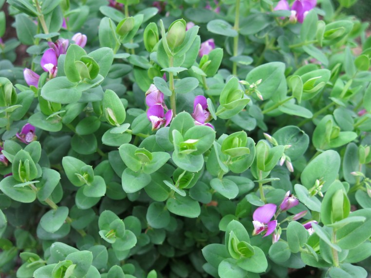 Garden, Home and Party: patio garden, finally