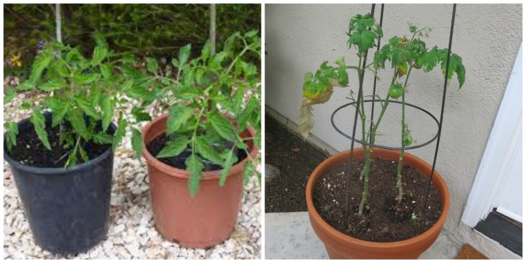 Garden, Home and Party: Summer's End