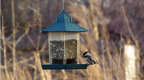Garden, Home and Party: Bird feeder
